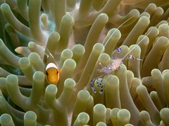 Ancylomenes sarasvati