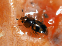Epuraea ocularis