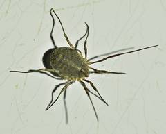 Odiellus lendlii