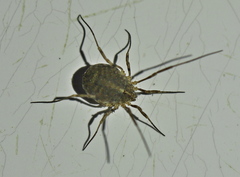 Odiellus lendlii