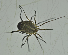 Odiellus lendlii