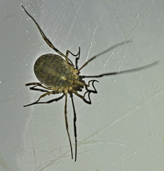 Odiellus lendlii