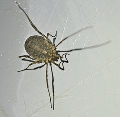 Odiellus lendlii