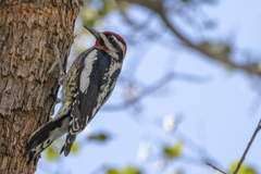 Sphyrapicus nuchalis