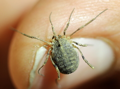 Odiellus lendlii