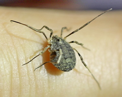 Odiellus lendlii