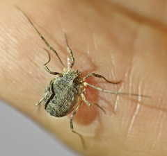 Odiellus lendlii