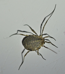 Odiellus lendlii