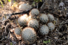 Escobaria dasyacantha