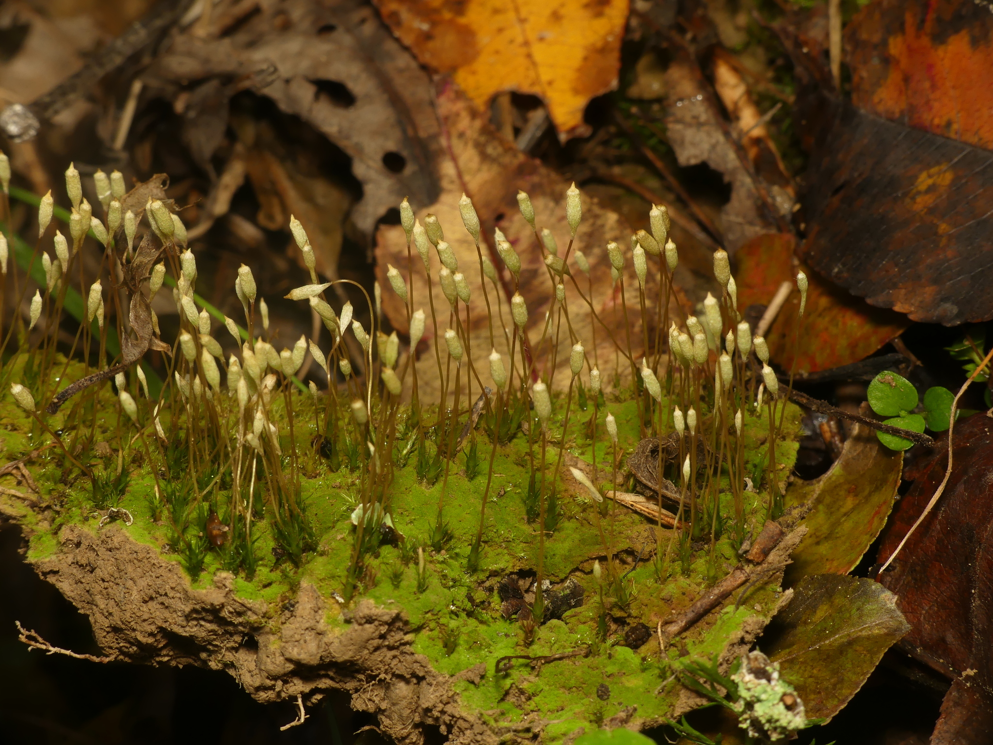 Pogonatum pensilvanicum