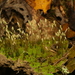 Algal Haircap Moss - Photo (c) Shaun Pogacnik, some rights reserved (CC BY), uploaded by Shaun Pogacnik