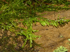 Entodon cladorrhizans