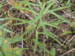 Achillea ptarmicoides
