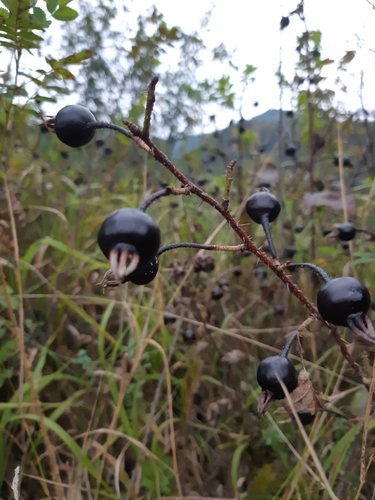 ruža bedrovníkolistá (Rosa spinosissima)