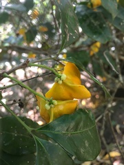 Rhysotoechia bifoliolata