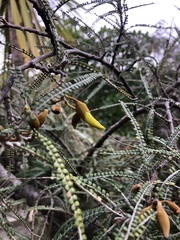 Sophora fulvida