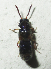 Staphylinoidea