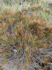 Allocasuarina misera
