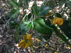 Rhysotoechia bifoliolata