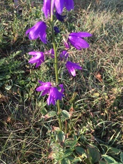 Campanula rapunculoides