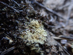 Gyalolechia subbracteata