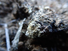 Gyalolechia subbracteata