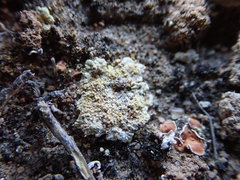 Gyalolechia subbracteata