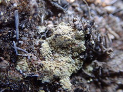 Gyalolechia subbracteata