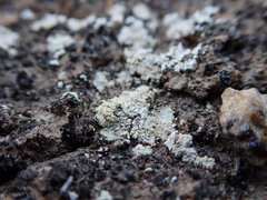 Gyalolechia subbracteata