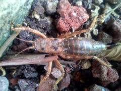 Liparoscelis pallidispina