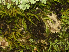 Scytinium dactylinum
