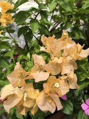 Bougainvillea