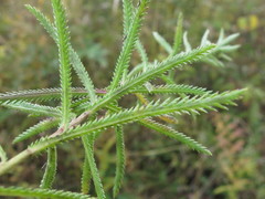 Achillea ptarmicoides