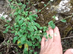 Myosotis lytteltonensis