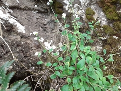 Myosotis lytteltonensis