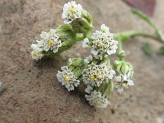 Achillea ptarmicoides