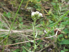 Achillea ptarmicoides