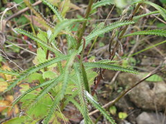Achillea ptarmicoides