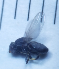 Polyodaspis ruficornis