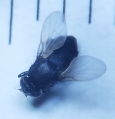 Polyodaspis ruficornis