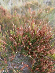 Allocasuarina misera