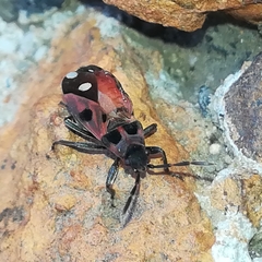 Horvathiolus amoenulus