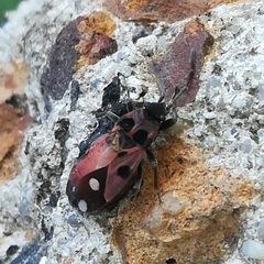 Horvathiolus amoenulus