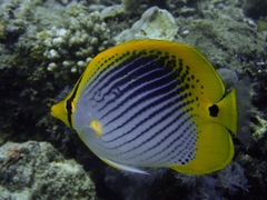 Chaetodon ocellicaudus