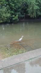 Ardea cinerea