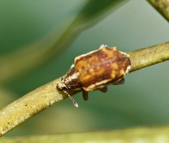 Iptergonus bifurcatus