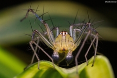 Oxyopes birmanicus