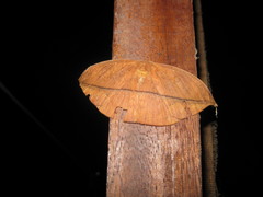 Lonomia camox