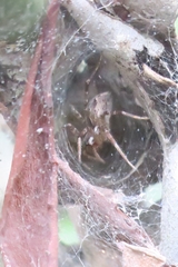 Dendrolycosa
