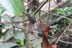 Dendrolycosa